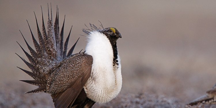 Government to Spend Another 200 Million to Protect Western Bird